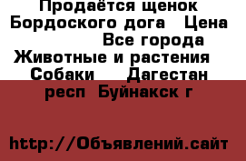 Продаётся щенок Бордоского дога › Цена ­ 37 000 - Все города Животные и растения » Собаки   . Дагестан респ.,Буйнакск г.
